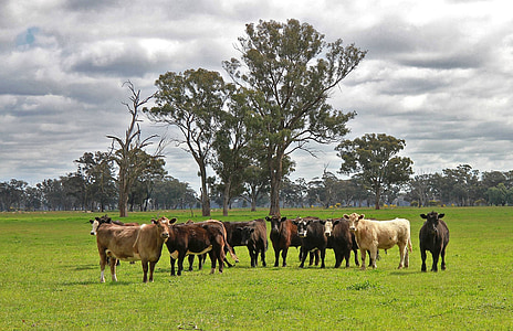 herd of cows on green grass field thumbnail