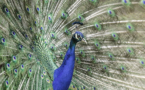 peacock spreading its tail feathers thumbnail