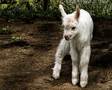 white baby goat on brown soil thumbnail