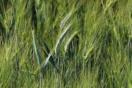 shallow focus photo of green plants thumbnail