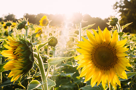 sunflowers under sunset thumbnail