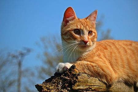 orange tabby cat reclining on brown log thumbnail