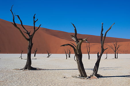 leafless trees in desert dune thumbnail