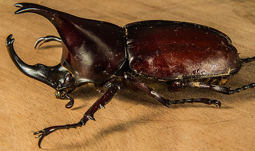 Tropical Beetles, Rhinoceros Beetle thumbnail