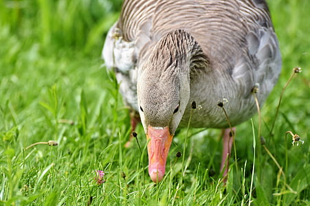 closeup photo of duck looking at grass thumbnail
