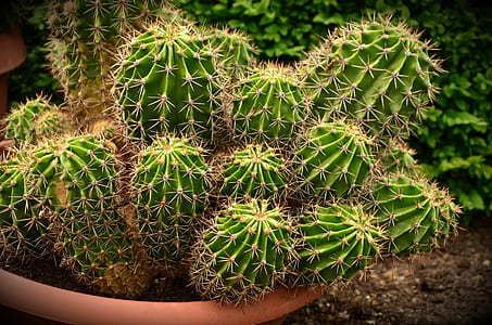 close-up photography of green cactus on brown pot thumbnail