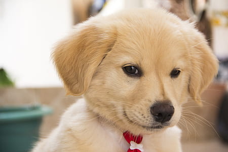 closeup view of puppy thumbnail