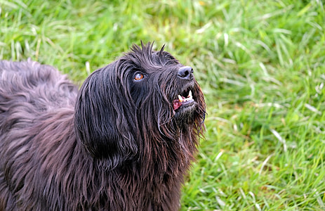 long-coated black dog on grass thumbnail