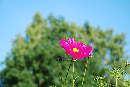 focus photography of pink petaled flower thumbnail
