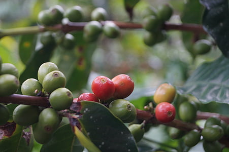 selective focus photography of bunch of red and green plums thumbnail