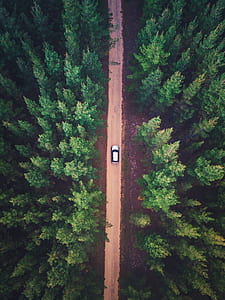 aerial view photo of silver SUV in between forest thumbnail