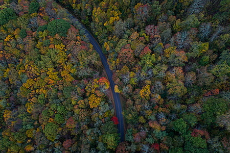 gray concrete road surrounded with trees at daytime thumbnail