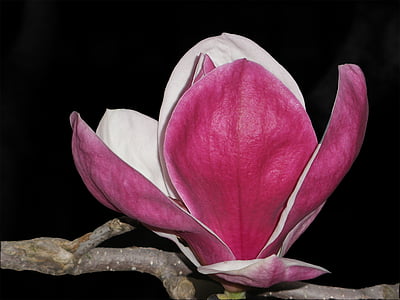 pink petaled flower thumbnail