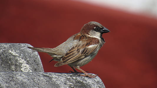 brown bird on gray stone thumbnail