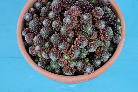 red leafed plant on brown plant pot thumbnail