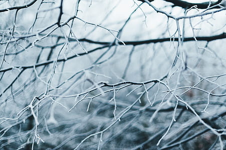 grey bare tree photo thumbnail