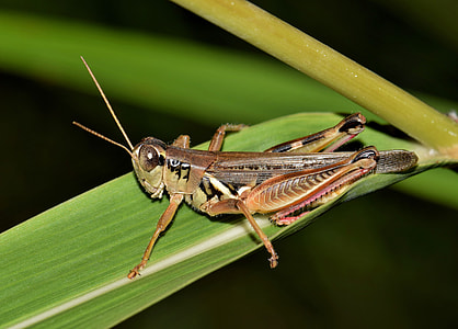 shallow focus photography of eastern lubber grasshopper thumbnail