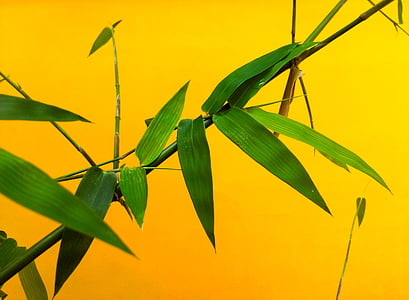 bamboo plant thumbnail