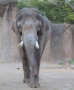 close up photo of gray elephant thumbnail