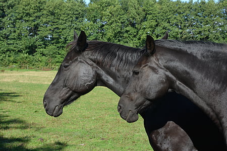 closeup photo of two black horses thumbnail