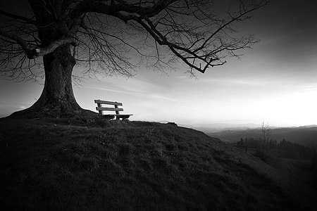 grayscale photography of wooden bench beside tree thumbnail