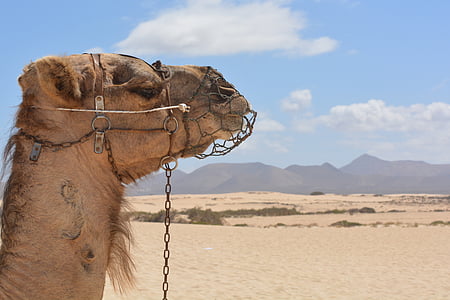 brown camel thumbnail