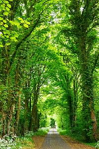 road between green trees thumbnail