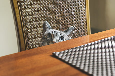Blue Eyed Cat Peeking Photo thumbnail