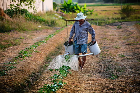 Man Watering the Plant during Daytime thumbnail