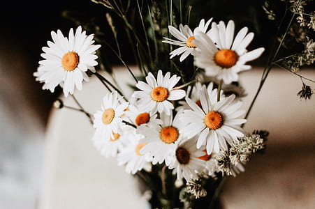 white daisies in bloom centerpiece thumbnail