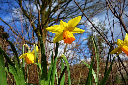 shallow focus photography of yellow daffodils thumbnail