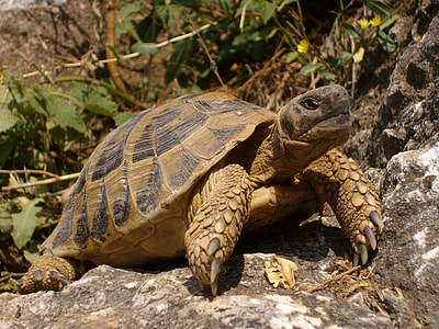 brown and gray tortoise on rock thumbnail