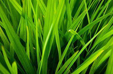close up photo of green leafed grass thumbnail