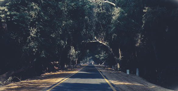 Photo of Asphalt Road Between Trees thumbnail