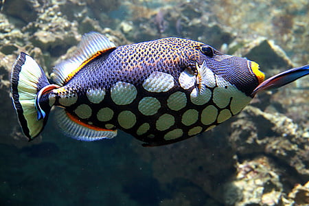 underwater photo of black and white fish thumbnail