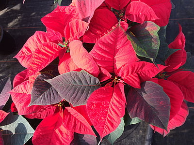 red leafed plant thumbnail