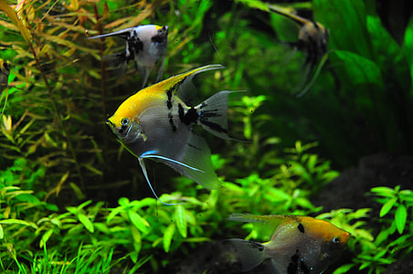 shoal of angelfish thumbnail