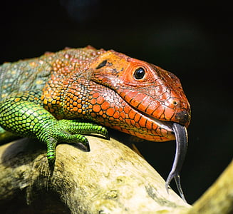 selective focus photography orange and green lizard on brunch thumbnail