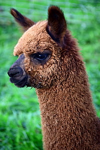 closeup photo of brown alpaca thumbnail