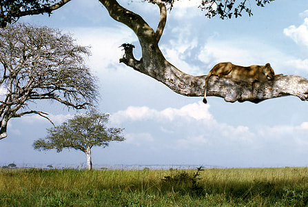 lioness on tree during daytime thumbnail