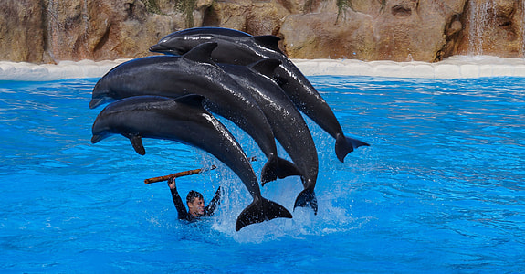 dolphins doing tricks thumbnail