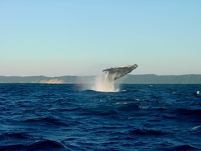 photo of whale during daytime thumbnail