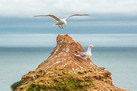 brown and white bird figurine thumbnail