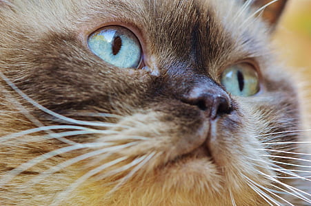 close-up photo of cat thumbnail
