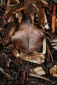 closeup photo of brown leaves thumbnail