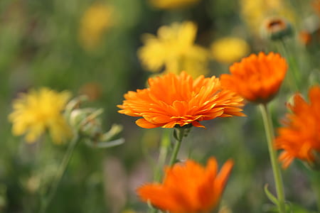 close-up photo of orange calendula flowers thumbnail