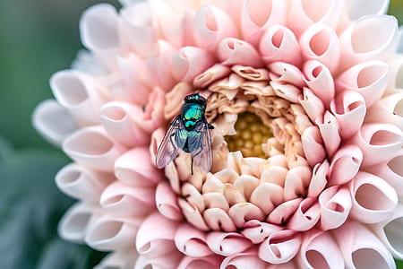 closeup photography of pink dahlias with bee thumbnail