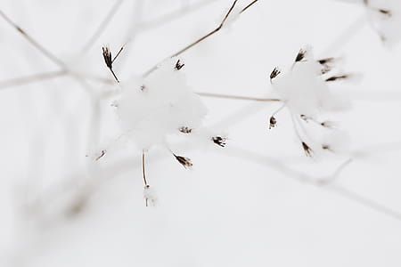 Snow on dry twigs thumbnail