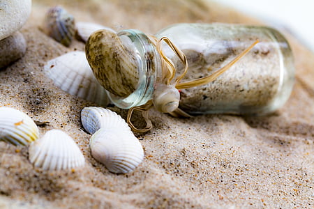 selective focus photo of seashells beside clear glass vial thumbnail