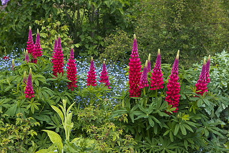 red and purple petaled flowers thumbnail